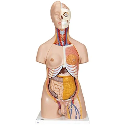 Abbildung von 3B Scientific Deluxe Torso Modell, in Luxus Ausführung, zweigeschlechtlich, 20 teilig + kostenlose Anatomie App Smart Anatomy