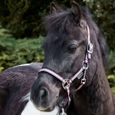 Abbildung von Kavalkade Halfter Shorty Rosa Shetland