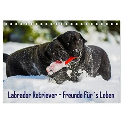 Abbildung von Labrador Retriever Freunde für&#039;s Leben (Tischkalender 2025 DIN A5 quer), CALVENDO Monatskalender