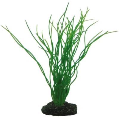 Abbildung von HOBBY Sagittaria 20cm