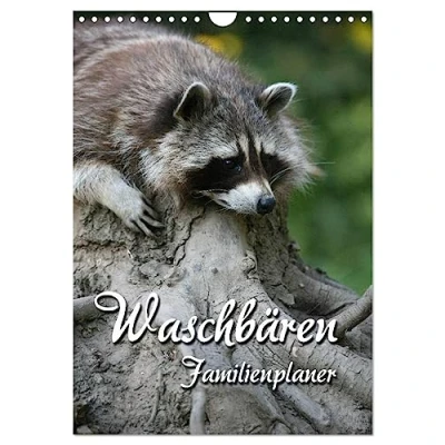 Abbildung von Waschbären Familienplaner (Wandkalender 2025 DIN A4 hoch), CALVENDO Monatskalender