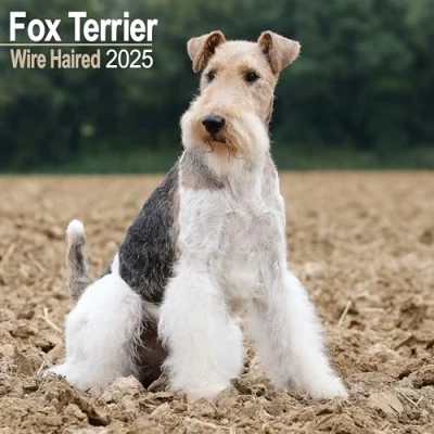 Abbildung von Fox Terrier Wirehaired Drahthaar Foxterrier 2025 16 Monatskalender: Original Avonside Kalender [Mehrsprachig] [Kalender] (Wall Kalender)