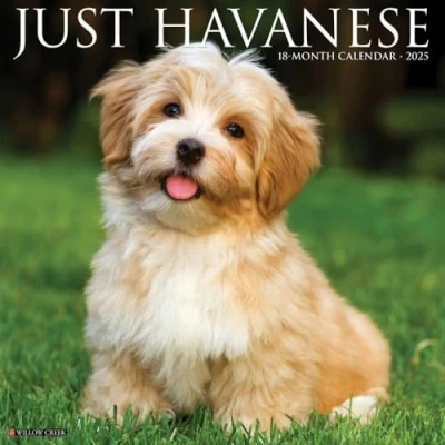 Abbildung von Just Havanese 2025 12 X Wall Calendar