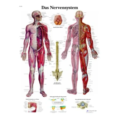 Abbildung von 3B Scientific Lehrtafel Das Nervensystem, VR0620UU