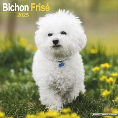 Abbildung von Bichon Frisé Gelockter 2025 16 Monatskalender: Original Avonside Kalender [Mehrsprachig] [Kalender]
