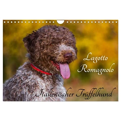 Abbildung von Lagotto Romagnolo Italienischer Trüffelhund (Wandkalender 2025 DIN A4 quer), CALVENDO Monatskalender