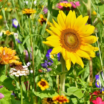 Abbildung von Blumensamen Pferdeweide Blumenmischung 250 Gramm ±125 m² MRS Seeds &amp; Mixtures