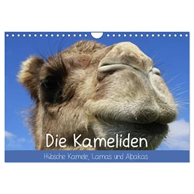 Abbildung von Die Kameliden. Hübsche Kamele, Lamas und Alpakas (Wandkalender 2025 DIN A4 quer), CALVENDO Monatskalender