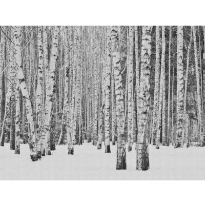 Abbildung von living walls Fototapete &quot;The Wall&quot;, Wald Schwarz Weiß Holz, Tapete Birkenwald Grau