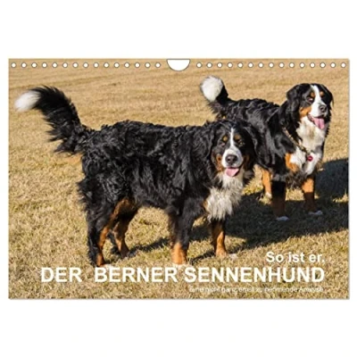 Abbildung von So ist er. Der Berner Sennenhund (Wandkalender 2025 DIN A4 quer), CALVENDO Monatskalender