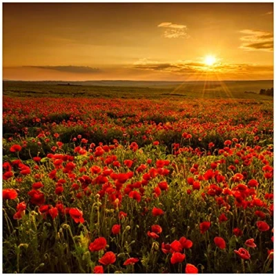 Abbildung von Wallario Glasbild Mohnblumenwiese bei Sonnenuntergang am Abend 50 x cm Wandbilder Glas in Premium Qualität: Brillante Farben, freischwebende Optik