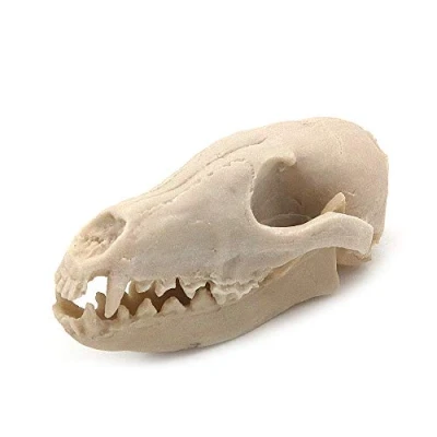 Abbildung von VOANZO Harz Fox Schädel Modell Replik, Dinosaurier Zahn Fossil, Fotografie Requisiten Lehrmittel Home Ornament