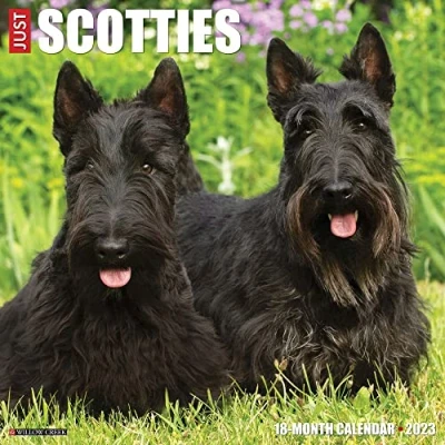 Abbildung von Just Scotties 2023 Wall Calendar