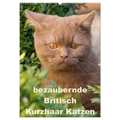 Abbildung von bezaubernde Britisch Kurzhaar Katzen (Wandkalender 2025 DIN A2 hoch), CALVENDO Monatskalender