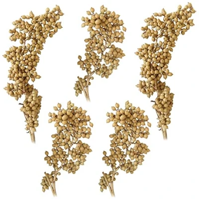 Abbildung von matches21 Canella Trockenpflanzen Naturdeko getrocknet Dekozweige Trockenblumen Herbst Bastelmaterial Natur 5er Set