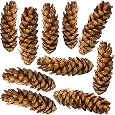 Abbildung von 10er Set natürliche Kiefernzapfen als Streudeko Tannenzapfen 15 25 cm braun lackiert Herbstdeko, Bastelmaterial für DIY Projekte, Adventskranz, Weihnachtsdeko, Naturdeko und Tischdekoration