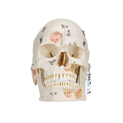 Abbildung von 3B Scientific Menschliche Anatomie Luxus Demonstrationsschädelmodell, 10 teilig + kostenlose App Smart Anatomy, A27