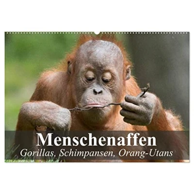 Abbildung von Menschenaffen. Gorillas, Schimpansen, Orang Utans (Wandkalender 2025 DIN A2 quer), CALVENDO Monatskalender