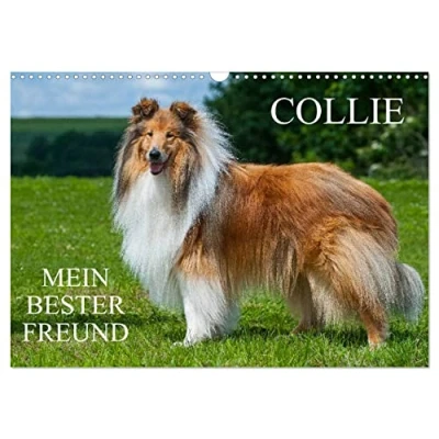 Abbildung von Collie Mein bester Freund (Wandkalender 2025 DIN A3 quer), CALVENDO Monatskalender