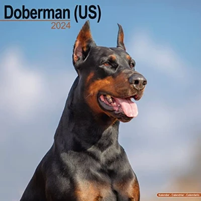 Abbildung von Doberman Dobermann 2024 16 Monatskalender: Original Avonside Kalender [Mehrsprachig] [Kalender] (Wall Kalender)