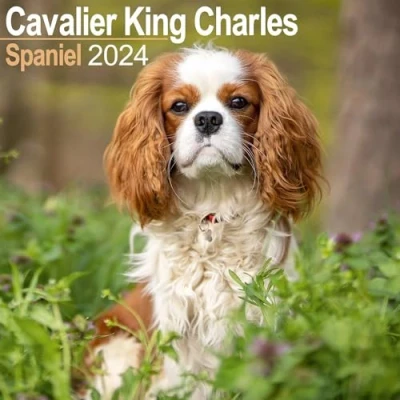 Abbildung von Cavalier King Charles Spaniel 2024 16 Monatskalender: Original Avonside Kalender [Mehrsprachig] [Kalender] (Wall Kalender)