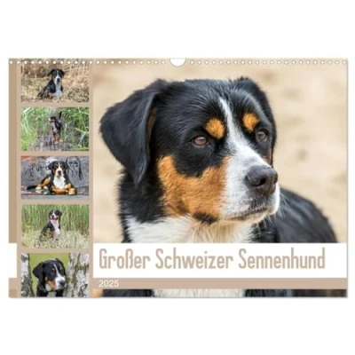 Abbildung von Großer Schweizer Sennenhund (Wandkalender 2025 DIN A3 quer), CALVENDO Monatskalender