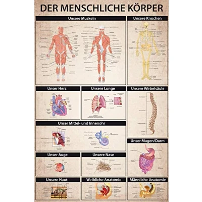 Abbildung von 1art1 Der Menschliche Körper XXL Poster Anatomie, Muskeln Knochen Organe Plakat Bild 180x120 cm
