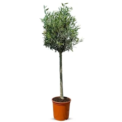 Abbildung von Sunny Tree Olivenbaum Hochstamm 130cm Winterhart bis 18C Outdoor Pflanzen