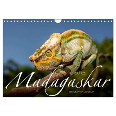 Abbildung von Tierisches Madagaskar (Wandkalender 2025 DIN A4 quer), CALVENDO Monatskalender