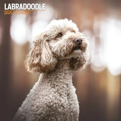 Abbildung von Labradoodle, traditioneller Kalender 2025