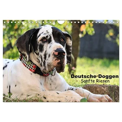 Abbildung von Deutsche Doggen Sanfte Riesen (Wandkalender 2025 DIN A4 quer), CALVENDO Monatskalender