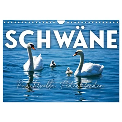 Abbildung von Schwäne Prachtvolle Federkleider. (Wandkalender 2025 DIN A4 quer), CALVENDO Monatskalender