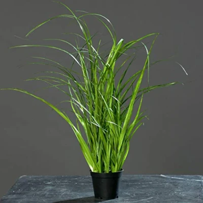 Abbildung von mucplants Chinaschilf Kunstgras, 45cm, im schwarzen Topf/Kunstpflanze/künstliches Gras für Zimmer , Büro Gaststätten oder Messedekoration