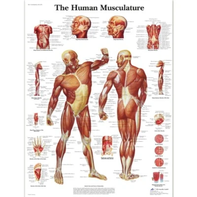 Abbildung von 3B Scientific Human Anatomy Diagramm der menschlichen Muskulatur, laminierte Version