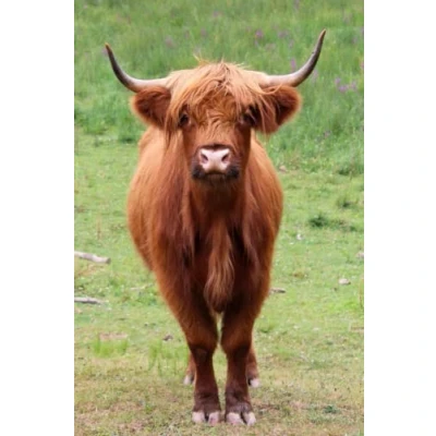 Abbildung von Notizbuch: Hochlandrind Kuh Kühe Rind Rinder Kuhmotiv Foto Tiere Notizbuch ,6x9 Zoll (ca A5) liniertes Buch zum reinschreiben,120 Seiten, Softcover, ... Bulletplaner Geschenk Geschenkidee Geburtstag