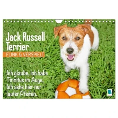 Abbildung von Jack Russell Terrier: flink und verspielt (Wandkalender 2025 DIN A4 quer), CALVENDO Monatskalender