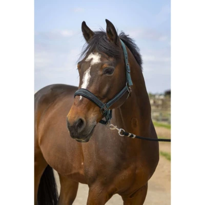 Abbildung von EQUITHÈME Halfter Strass Nylon Grün Pony
