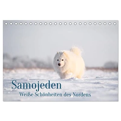 Abbildung von Samojeden Liebenswerte Fellkugeln (Tischkalender 2025 DIN A5 quer), CALVENDO Monatskalender