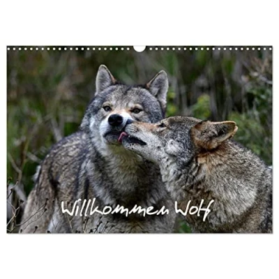 Abbildung von Willkommen Wolf (Wandkalender 2025 DIN A3 quer), CALVENDO Monatskalender