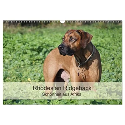Abbildung von Rhodesian Ridgeback Schönheit aus Afrika (Wandkalender 2025 DIN A3 quer), CALVENDO Monatskalender