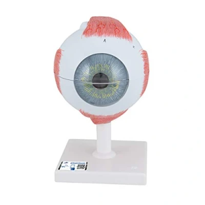Abbildung von 3B Scientific Auge, 5 fache Größe, 6 teilig + kostenlose Anatomie Software App Smart Anatomy F10