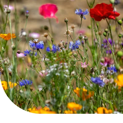 Abbildung von Blumensamen Wildblumenmischung 41 Arten einjährig 250 Gramm ±125 m² MRS Seeds &amp; Mixtures