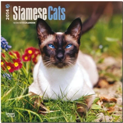 Abbildung von Siamese Cats 2014 Siam Katzen: Original BrownTrout Kalender [Mehrsprachig] [Kalender] (Wall Kalender)