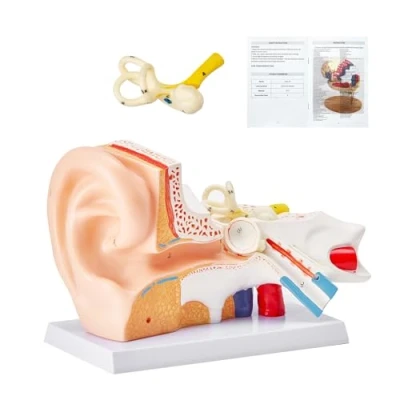 Abbildung von VEVOR Menschliches Ohr Anatomie 3D Modell, 3 Teile 5 Mal Vergrößertes Äußeres, Mittleres, Inneres mit Basis, Professionelles PVC Anatomisches Modell Lehrmittel