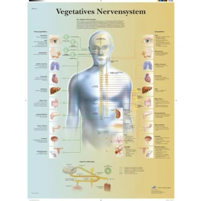 Abbildung von 3B Scientific Lehrtafel laminiert Vegetatives Nervensystem, VR0610L