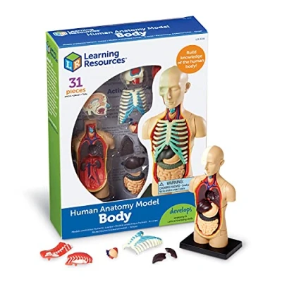 Abbildung von Learning Resources Anatomiemodell Der menschliche Körper, 22.86 x 17.02 5.59 cm