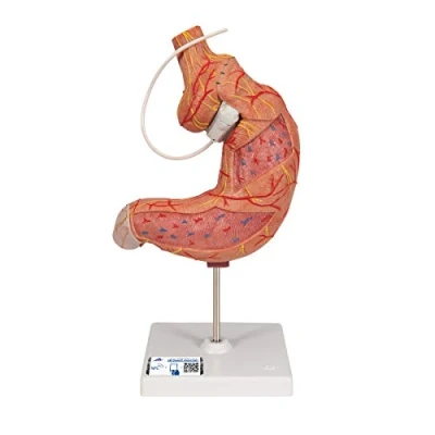 Abbildung von 3B Scientific Menschliche Anatomie Magenbandmodell + kostenlose App Smart Anatomy
