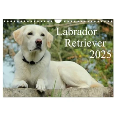 Abbildung von Labrador Retriever 2025 (Wandkalender DIN A4 quer), CALVENDO Monatskalender