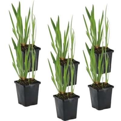 Abbildung von Bloomique 6er Set Iris Kaempferi Japanische Sumpf Schwertlilie Teichpflanzen Winterhart Wasserpflanzen Zone 1 2 Höhe 15 25 cm Topf 9