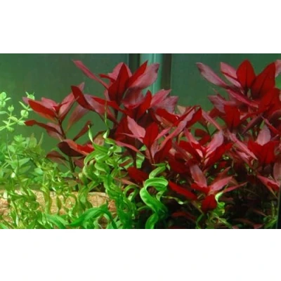 Abbildung von AquaOne Aquarium Pflanze Ludwigia repens &#039;Rubin&#039; I Wasserpflanze Aquariumpflanze Stängelpflanze voll durchwurzelt einfach pflegeleicht Aquascaping Dekoration